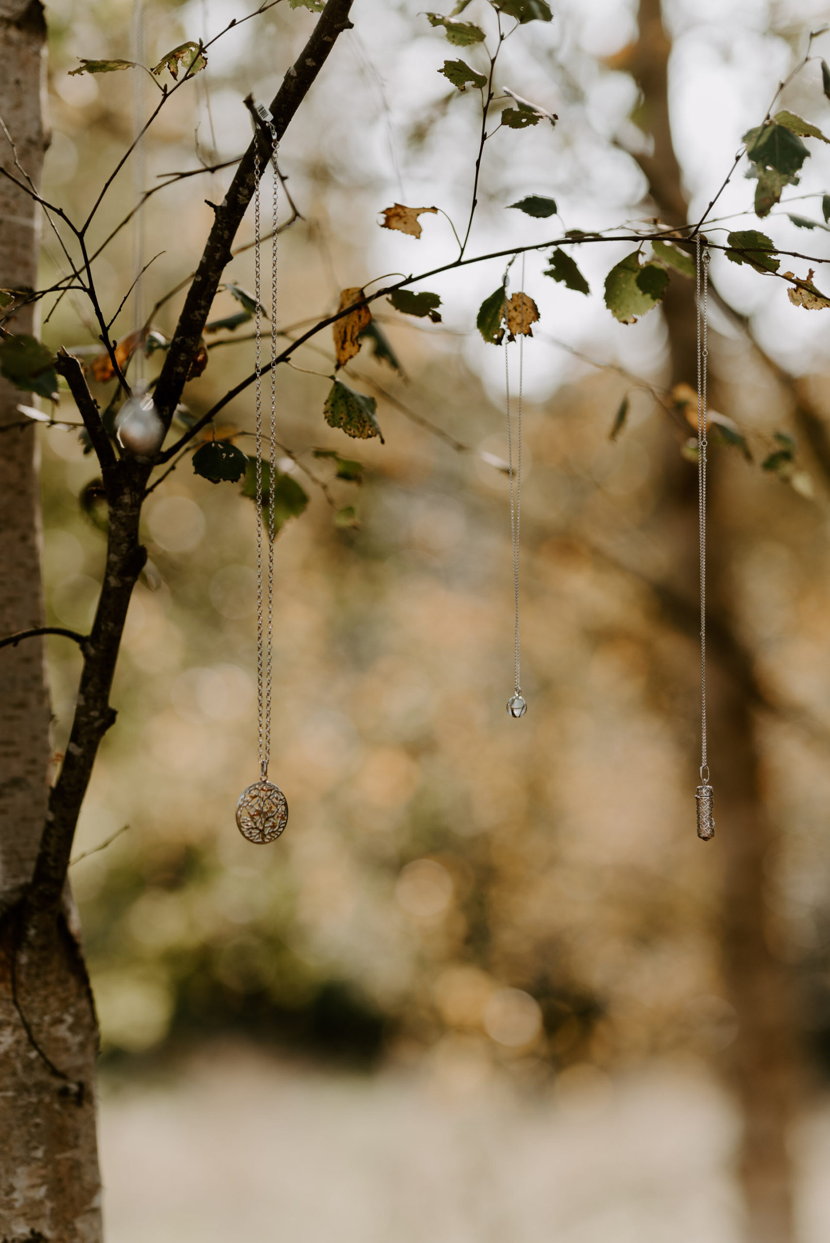 Wellington Wood - 22.9.20 - Laura Williams Photography - Blog-34.jpg