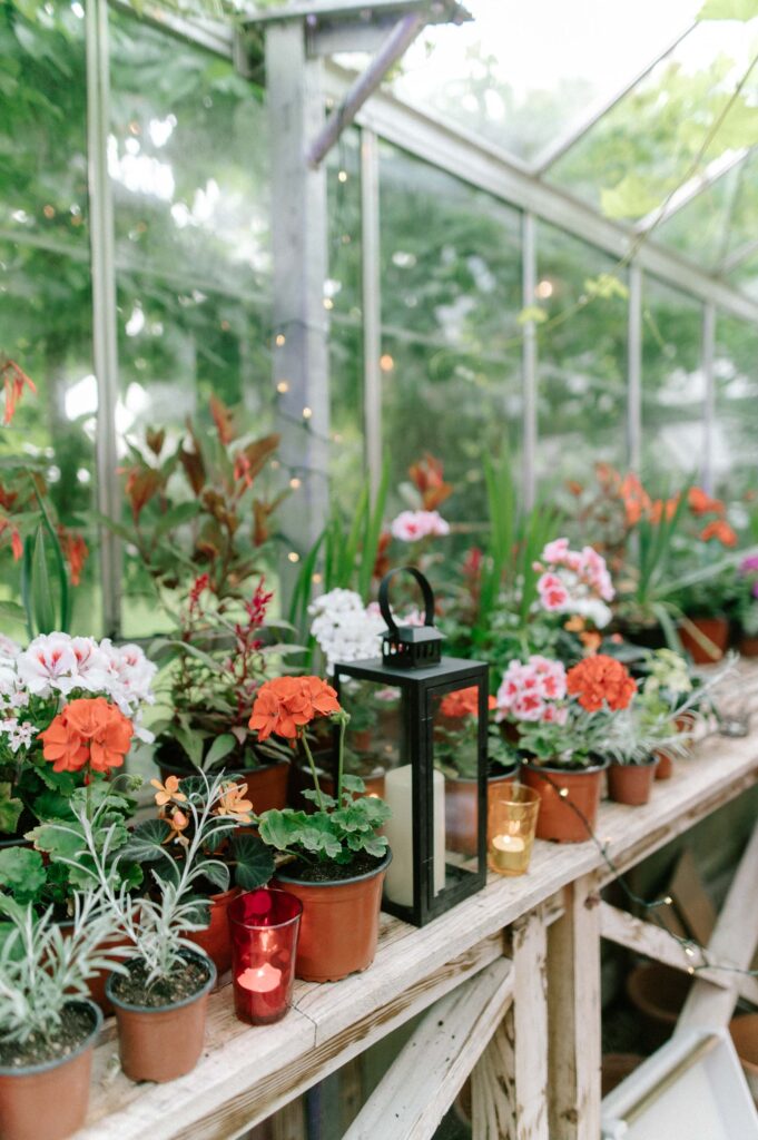 plants and lanterns on windowsill of greenhouse 
