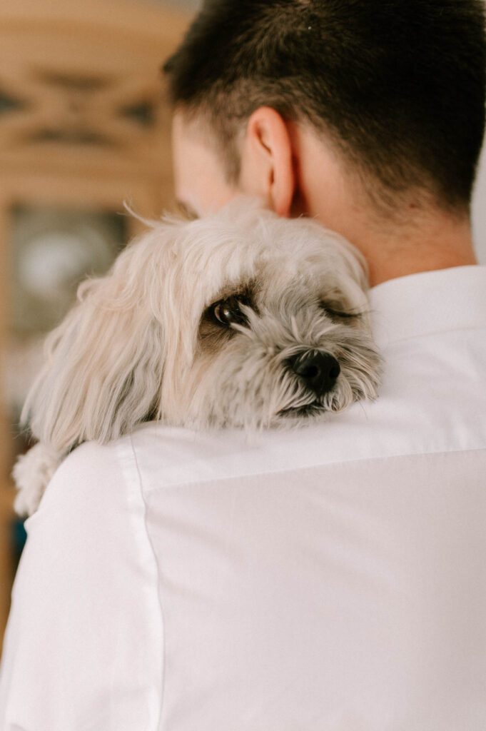 cockapoo dog cuddled up to groom